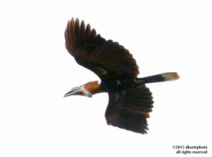 Black-casqued hornbill sails over a savanna near Gamba.