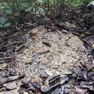 Countless porcupines have been turned into bushmeat. Their quills rot in piles around the edge of camp.